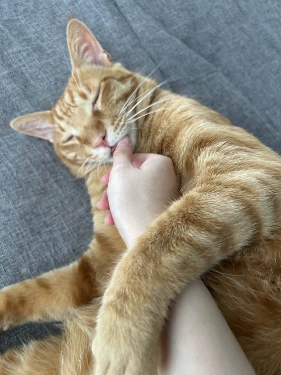 幸せの茶トラ 茶トラ猫さん
