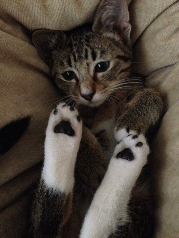 アツコ🐱 tweet media