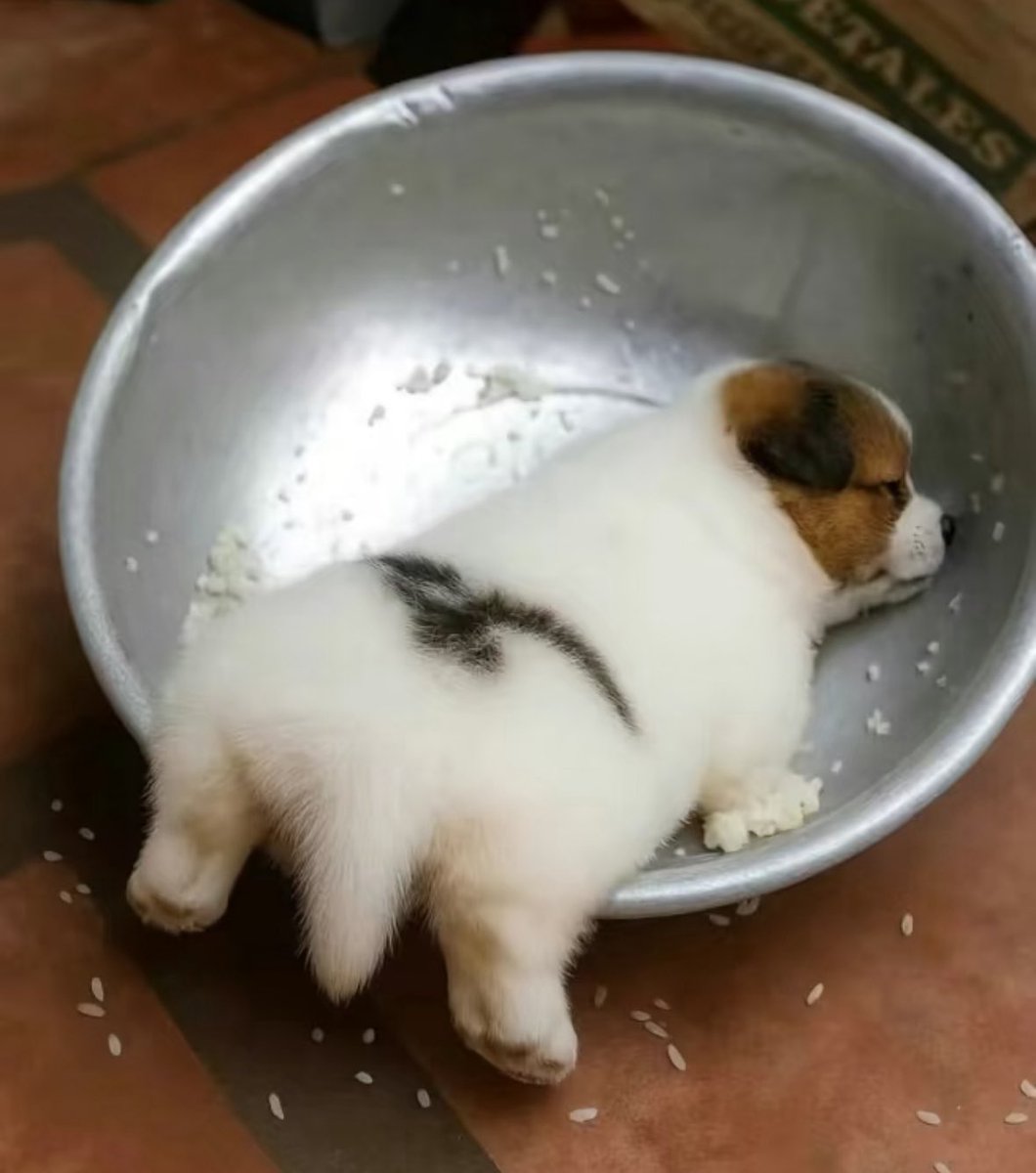 puppies_video's tweet image. Puppy mood