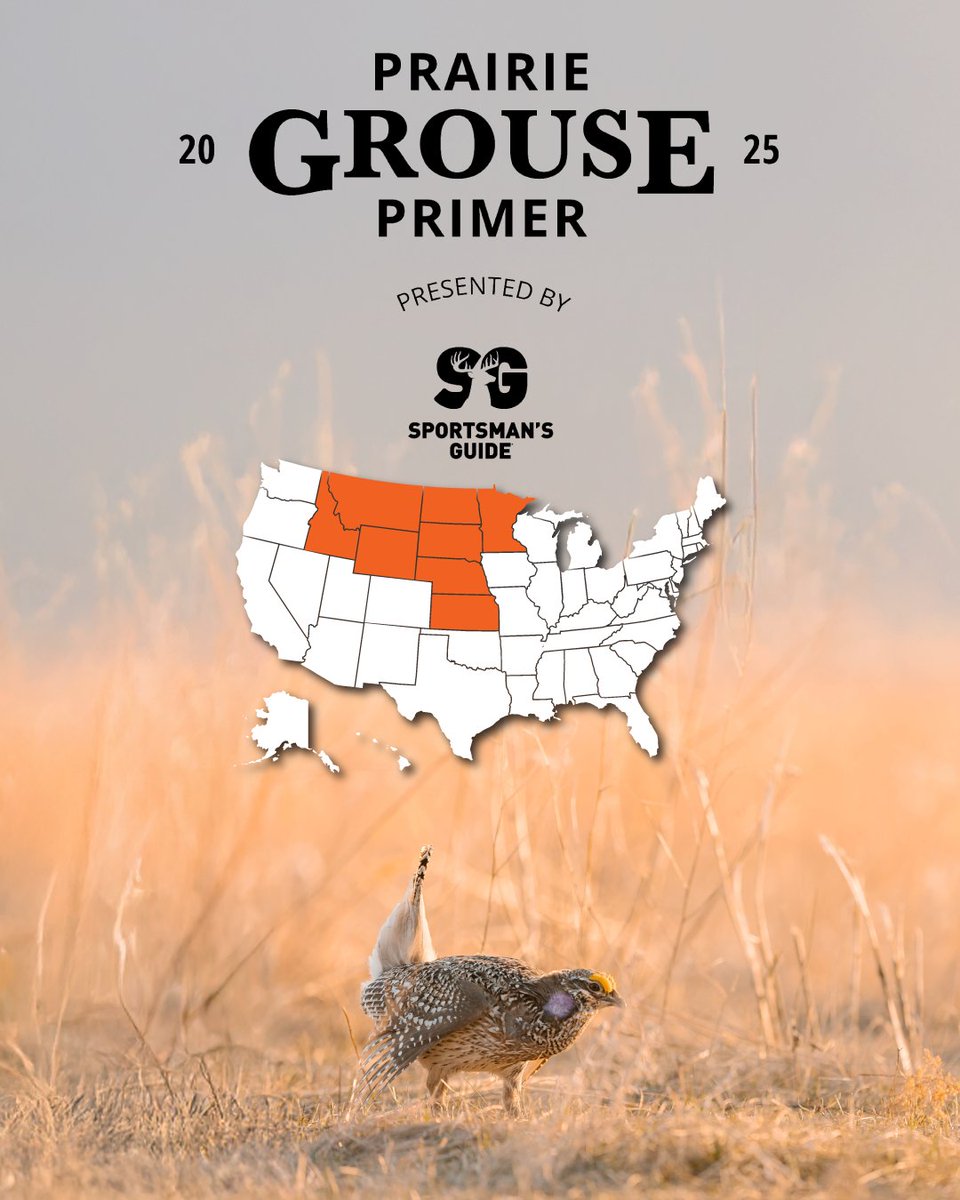 Prairie Grouse Primer 2025 Presented by Sportsman's Guide 

Prairie grouse hunting, it is pure delight and simplicity and pleasantness in every sense. Shirtsleeves fluttering in the breeze. No sound but the wind rustling the grass. Every sense alive. Partnering with your dog. The