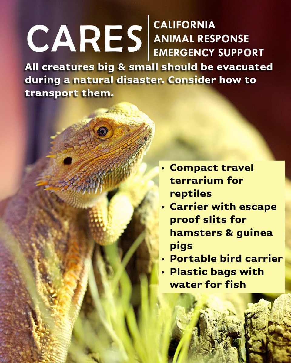 cdfa_cares's tweet photo. Extreme heat could become a natural disaster. Extreme heat can lead to heat illness and can be deadly. Keep your pet safe by having plenty of water in your pet emergency kit. Visit our website for more.

#California #Animals #NorCal #SoCal #CentralCalifornia #Pets https://t.co/bRpOZI5I7W