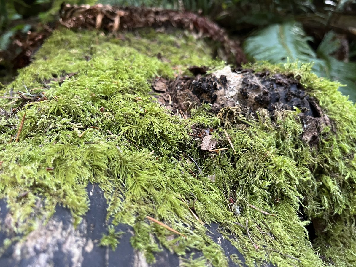 I want to become a micro artist and draw bugs and grass 👁️👄👁️