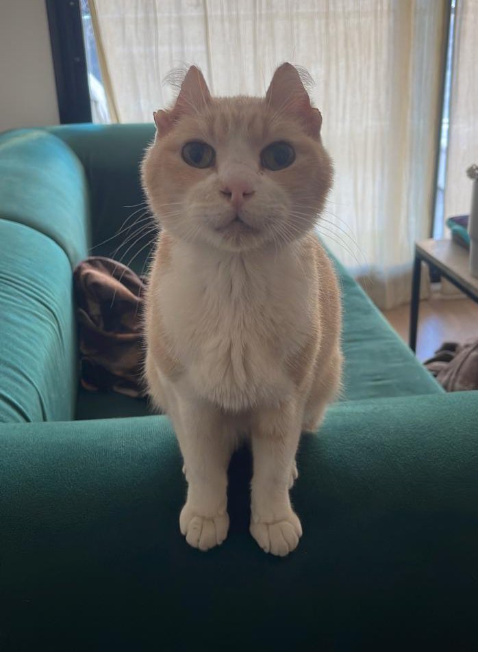 El señor gato Licho necesita con urgencia un michi DONANTE de 🩸 sangre. 
Está internado en Villa Crespo con un problema intestinal. ¿Nos ayudan a difundir por favor?
Se agradece cada rt.
Contacto 1159232893