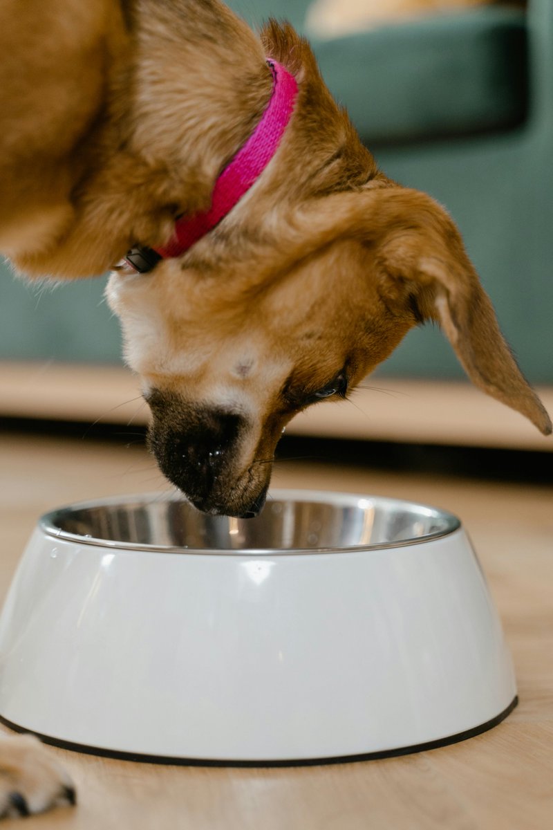 friendlytails's tweet photo. Strong bones, shiny coats, happy tails 🐶✨
Our vet-approved vitamins help your pup thrive—inside &amp; out!
🛒 https://t.co/vGAUmDEOi2
#DogVitamins #HealthyPup #PetWellness #FriendlyWaggingTail https://t.co/jWY0lU1hXn