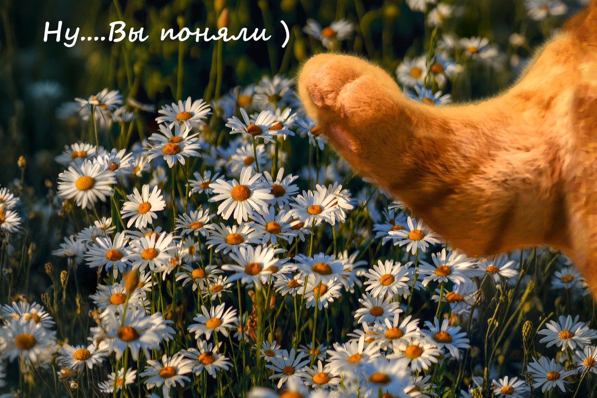 #пчолархивнае