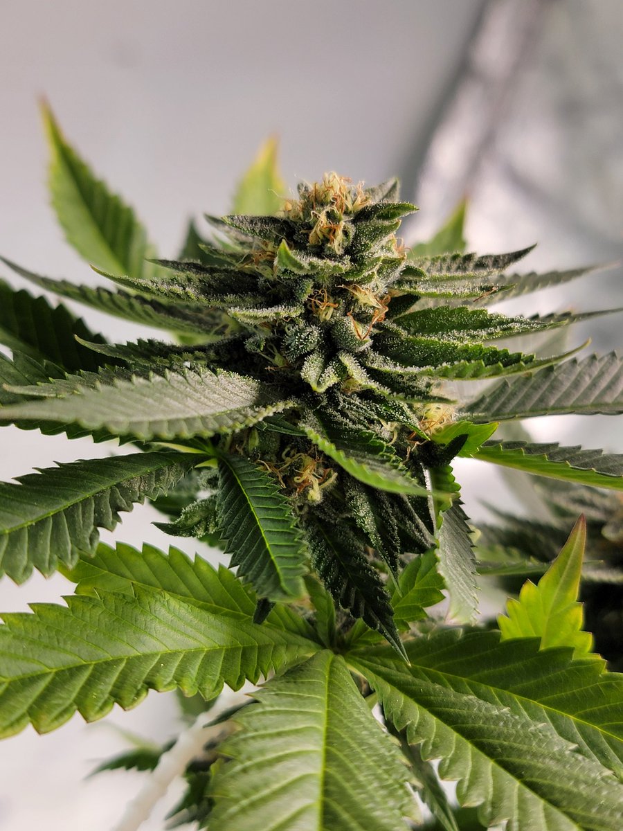 Dark Blue Devil Hunter (hiding a secret🥷💨)

<a href="/skunkdevilseeds/">Skunk Devil Genetics</a> <a href="/TheUpperVault/">The Upper Vault</a>