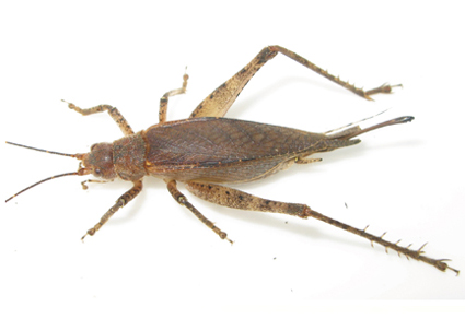 Zootaxa's tweet photo. First record of the genus #Idiotrella Gorochov, 2002 for #China (#Orthoptera: #Oecanthidae: #Podoscirtinae: #Podoscirtini)
#taxonomy
https://t.co/PU3s8AYEWm https://t.co/CKVRqjd0a0