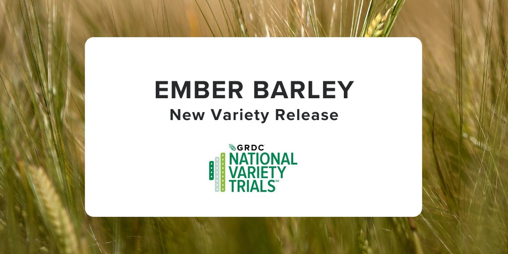 <a href="/GRDC_NVT/">GRDC National Variety Trials (NVT)</a> would like to announce that @Intergrain1’s Ember Barley is now commercially available! 

For all the NVT results on yield, quality, and disease ratings head to nvt.grdc.com.au.