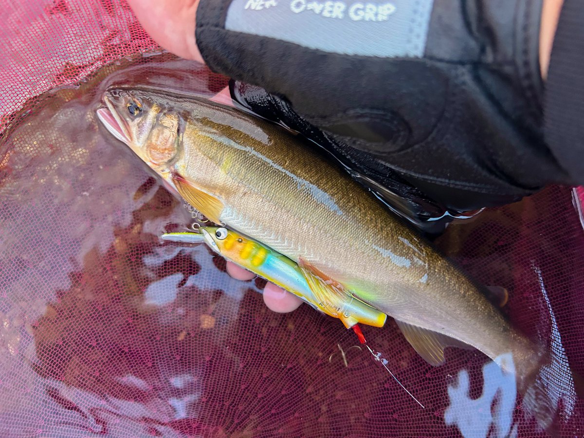 sodesfishing's tweet photo. 今季自己記録25.3cm✨
毎年お盆すぎると誰が先に25の壁を越えるかやってまして去年はかなり苦戦したので今年は一番乗���で安堵☺️
#アユルアー #鮎釣り #WIST鮎 #SSwork3D #pazdesign #WOBBLEOVER #オーナーばり https://t.co/6uGTlmtZdK
