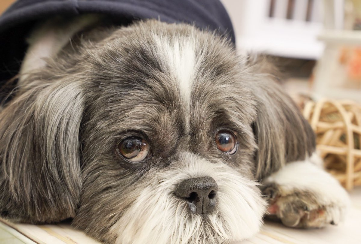 ShihTzu_Picasso's tweet photo. My mom should know what I want…
She is just ignoring me…

#picasso 
#shihtzu 
#DogLovers 
#bayarea 
#California 
#dogmomlife 

#ピカソ 
#シーズー 
#海外生活 
#アメリカ
#犬好きさんと繋がりたい https://t.co/yuDA8OhZ2k