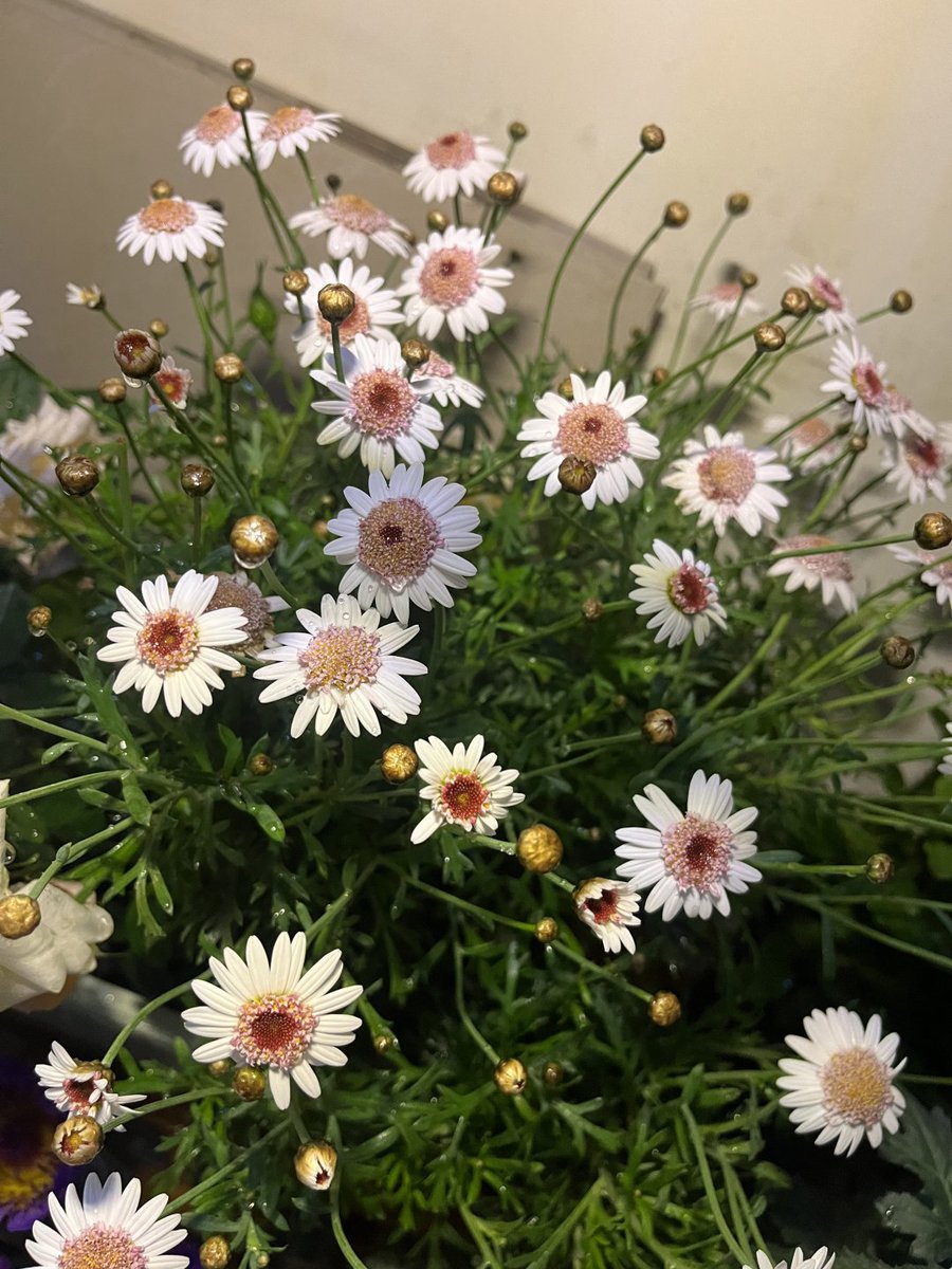 とても綺麗な牡丹菊の花ですね🌸✨