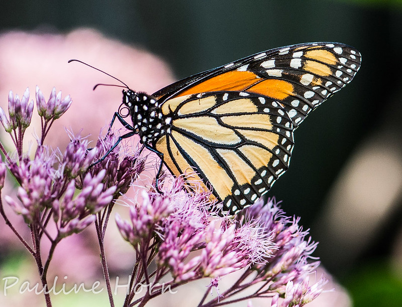 The Monarch Butterfly is one of the most well-known butterflies! Many schools use this species to teach youth about biology and to appreciate nature! Follow us this week to learn about this iconic &amp; whimsical critter!
#SARSweetTweet #prairie
FlickrCreativeCommons/ Pauline Horn
