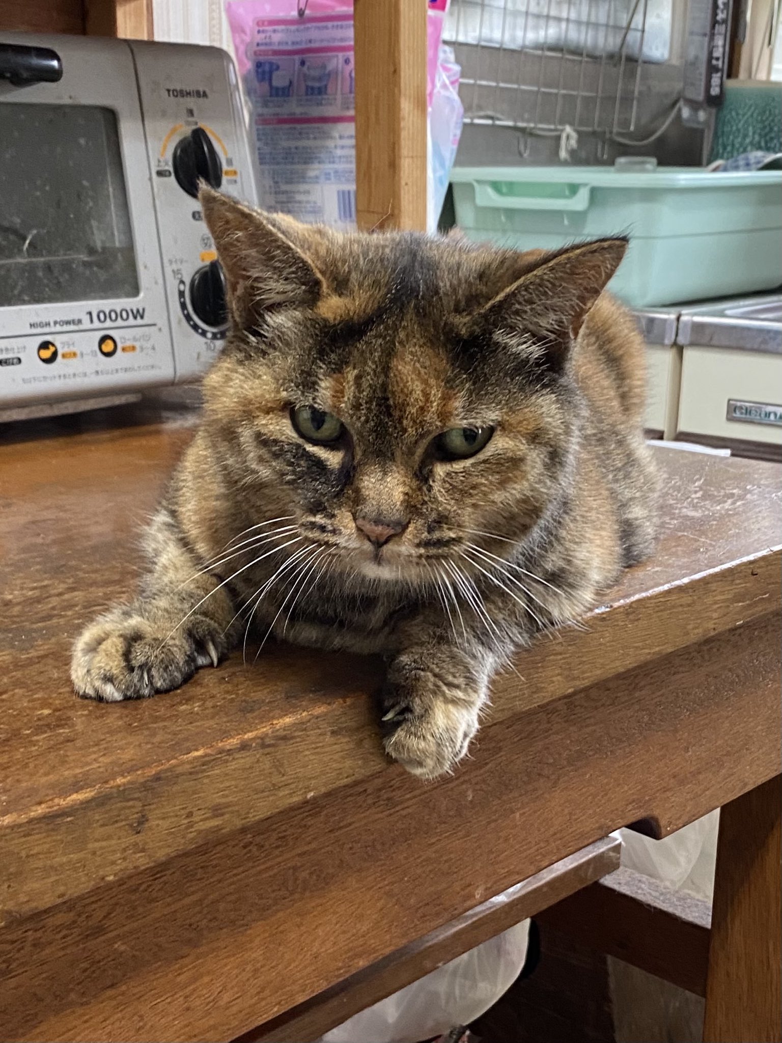 ねこ先輩 on X: 