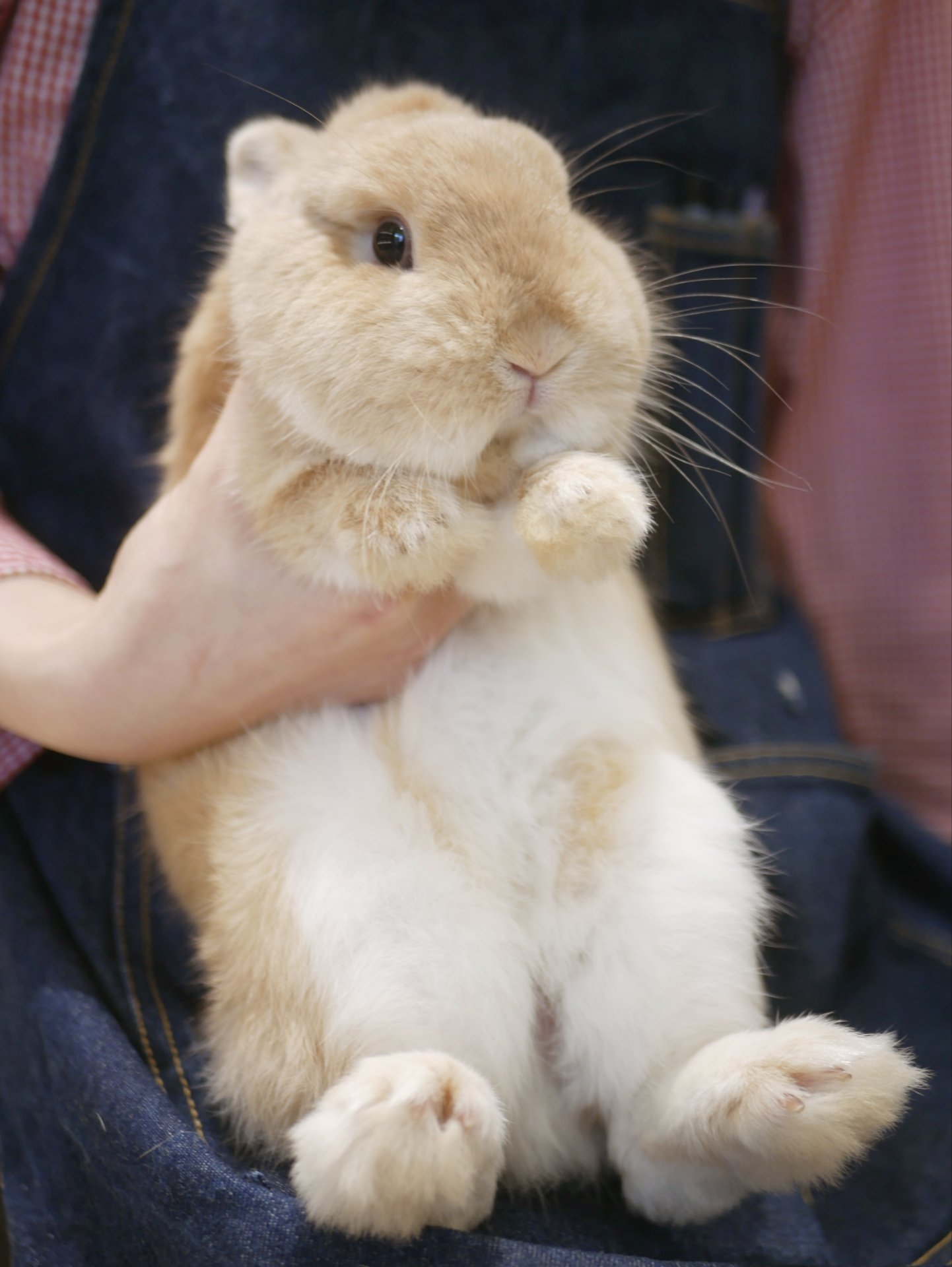うさぎ 🐰R7.8.16 そっくり♥️ おやつアピール中のぴょんたんだけど