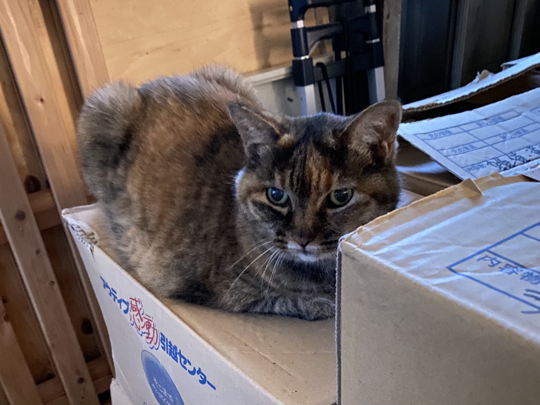 猫先輩 ねこ先輩 on X: 