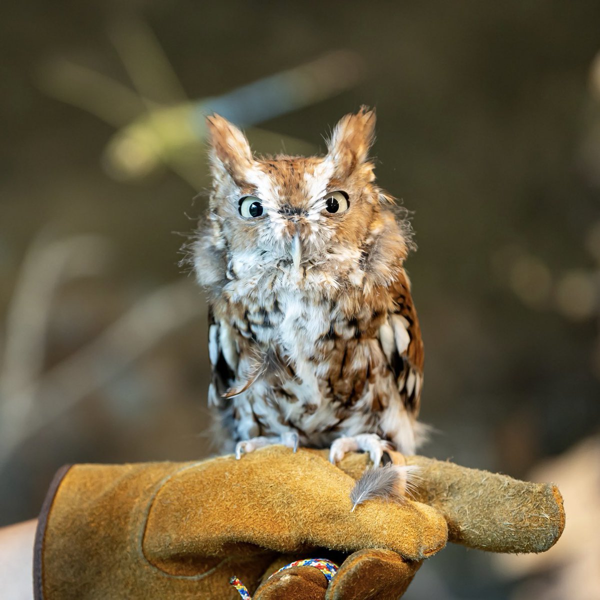 As the best state to live in, Massachusetts should be the best for all the creatures that live here! 🐢🦉🌱🦋

We’re taking nation-leading steps to protect plants and animals, preserve natural habitats,  support farms and fishers, and help more people enjoy the great outdoors.
