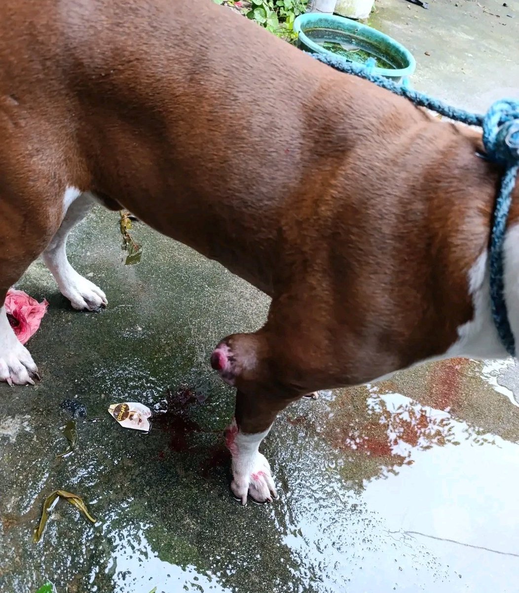 Un caso que apoyaremos si alguien desea ayudar 🙏ya se llevo a chivo pets pero no le dieron nada mas que espere cita #ayuda