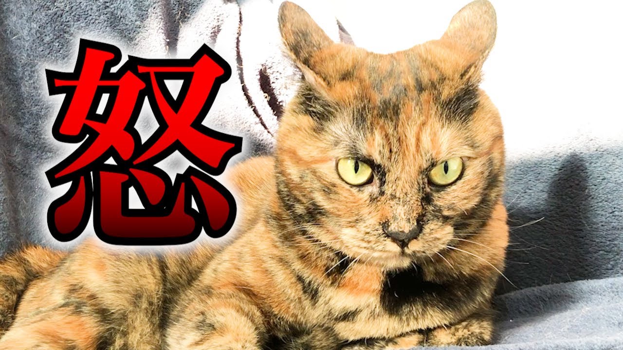 「サビ猫」ポジャギ　けいとたまちゃんです！！！ サビ猫」ポジャギ けいとたまちゃんです！！！ 新着入荷の通販