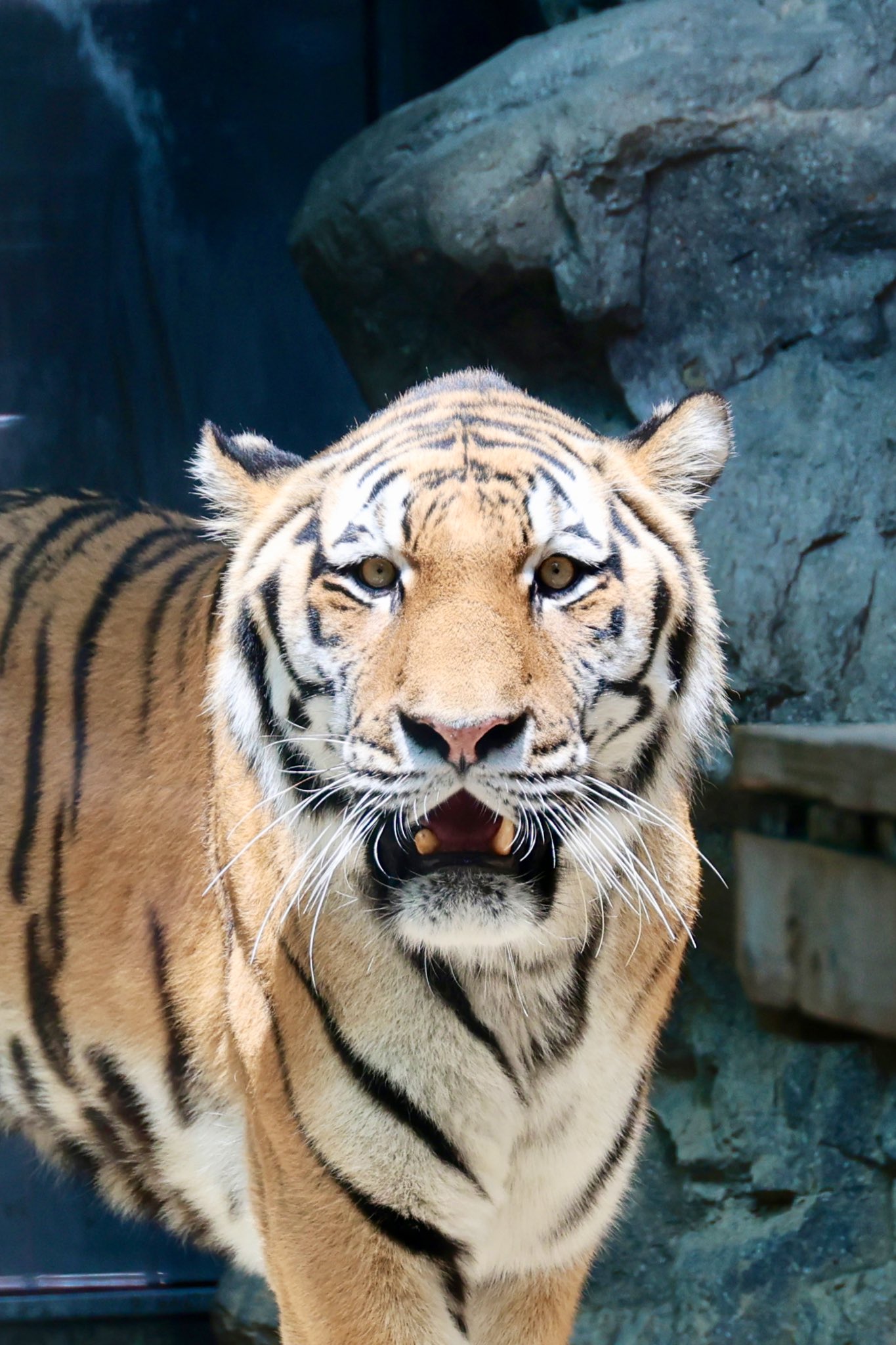 【中古】 Animal Animal パール・ジャム Amazon.co.jp: Animal: Music