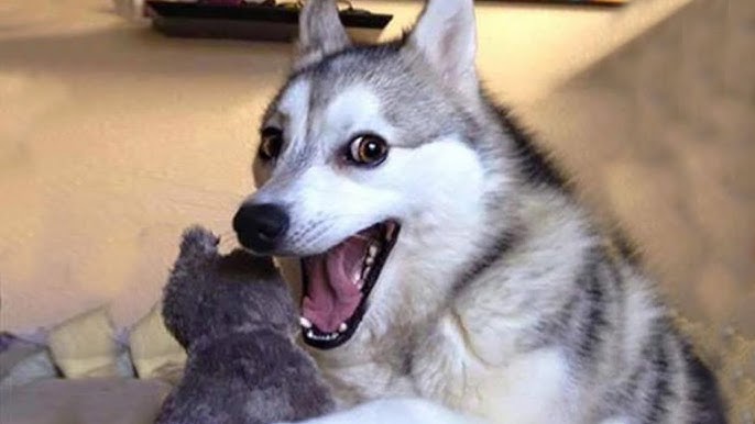 Kepeg: Hewan, hewan apa yg diinjek malah diem aja?

Staf: Hewan apa pak?

Kepeg: Kera mik

Staf: ...

Kepeg: