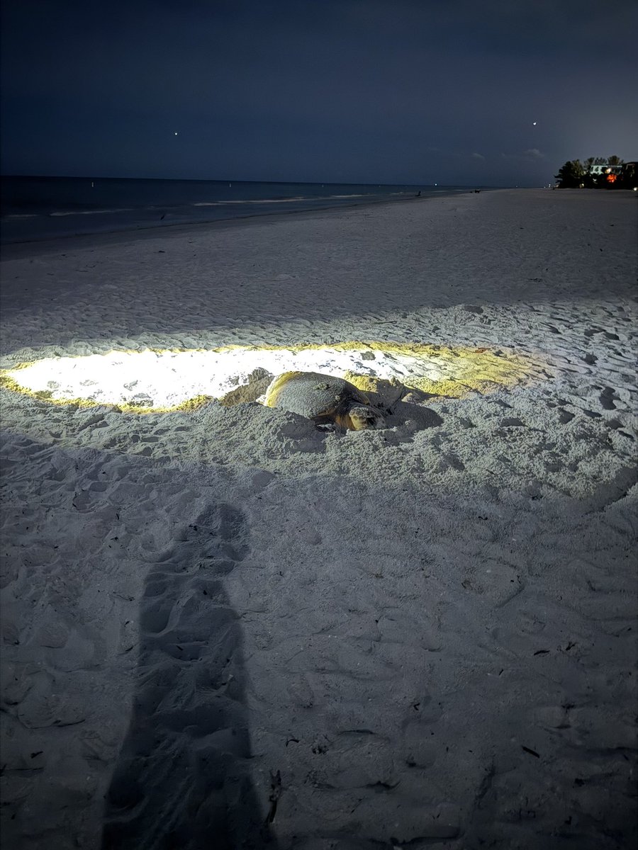 shane_dimora's tweet image. sea turtle 🐢