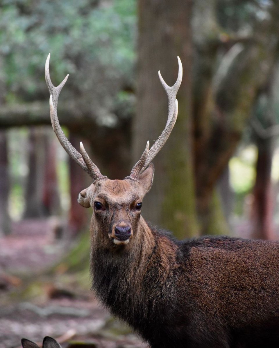 奈良公園-Nara Park【公式】 on X