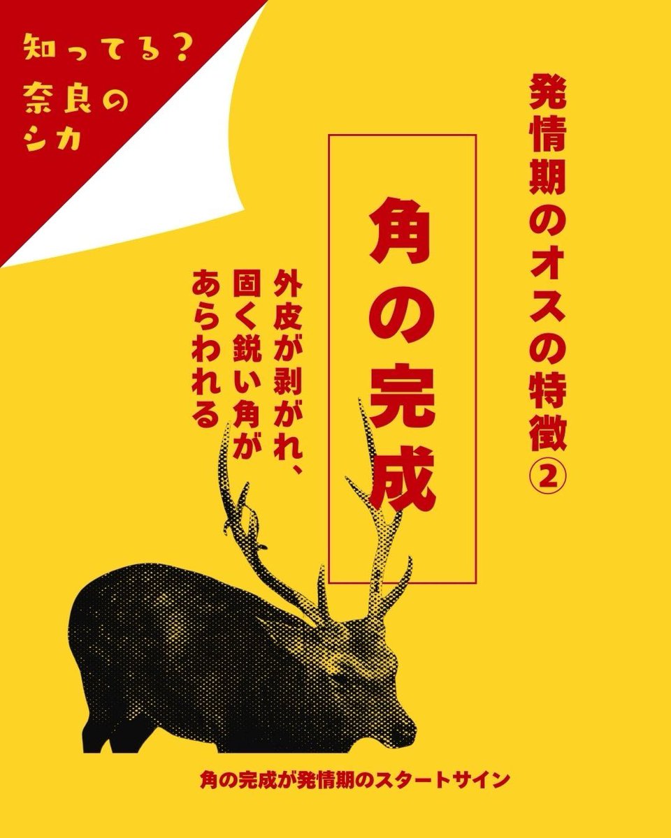 あぶない⚠️オス鹿に注意⚠️／ オス鹿が発情期にはいりました。 発情