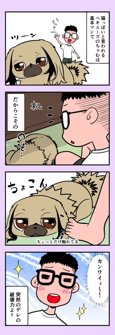 うちのちゃむ 〜ツンデレ編〜 #うちのちゃむ #ペキニーズ #ペキニーズ大好き #ペット #犬 #犬のいる暮らし #犬のいる生活 #可愛い #可愛すぎる #漫画が読めるハッシュタグ #エッセイ 