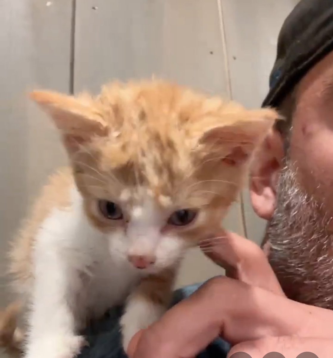 He’s joining the community! 

$FRED was sent to slaughter a few days ago, he was never meant to be alive today. 

We’ve already raised $25,000 for the $PNUT sanctuary. 

Holy fucking shit, send this to the fucking moon.