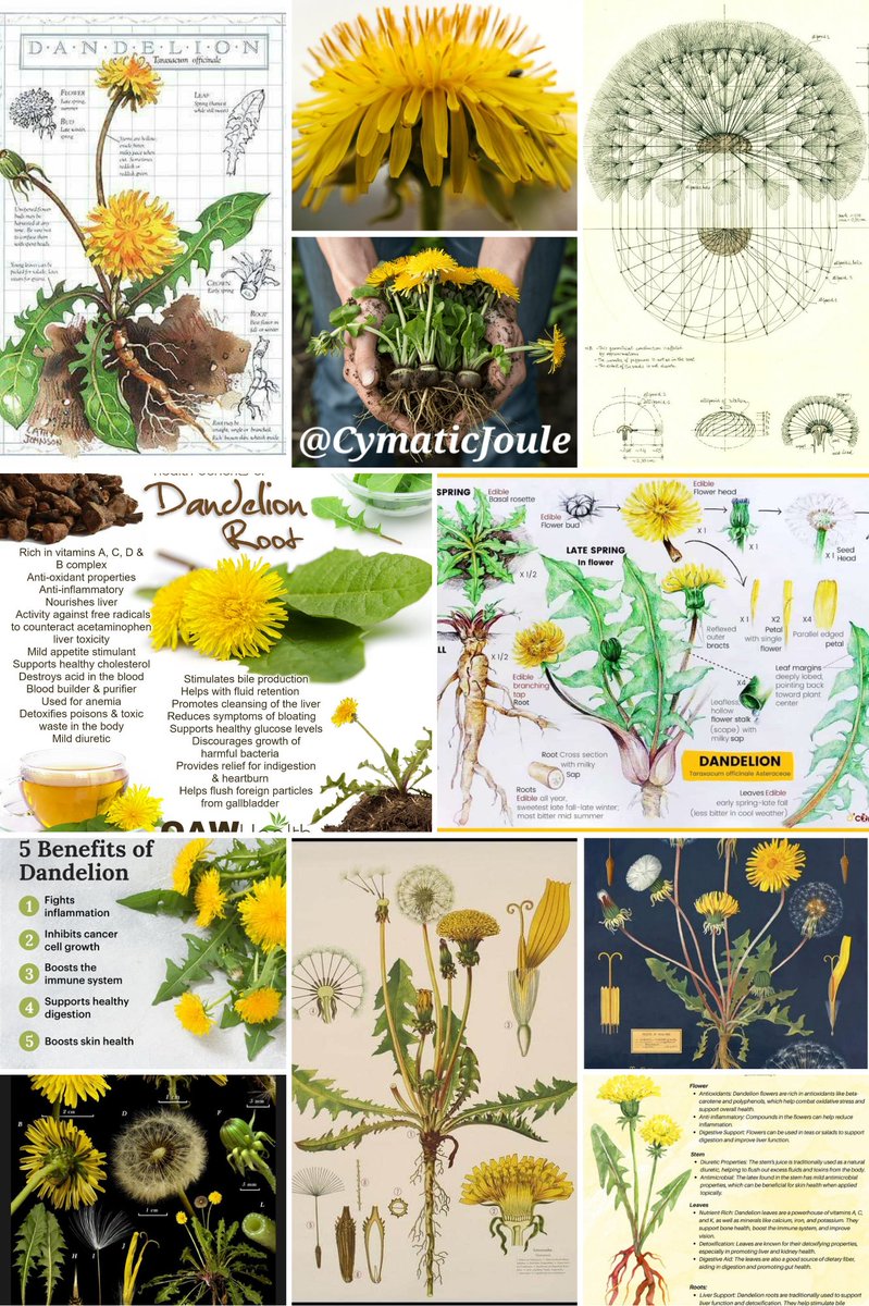 Stinging Nettle [Urtica Dioica] functions as a dense mineral tonic ...