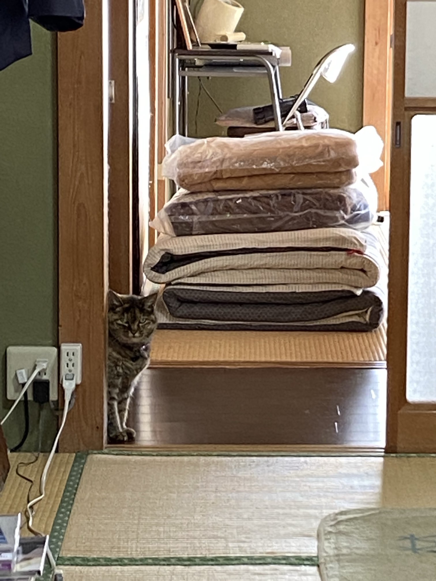 猫先輩 MARCO 写真集「メイ先輩」 (@marco74444) / X