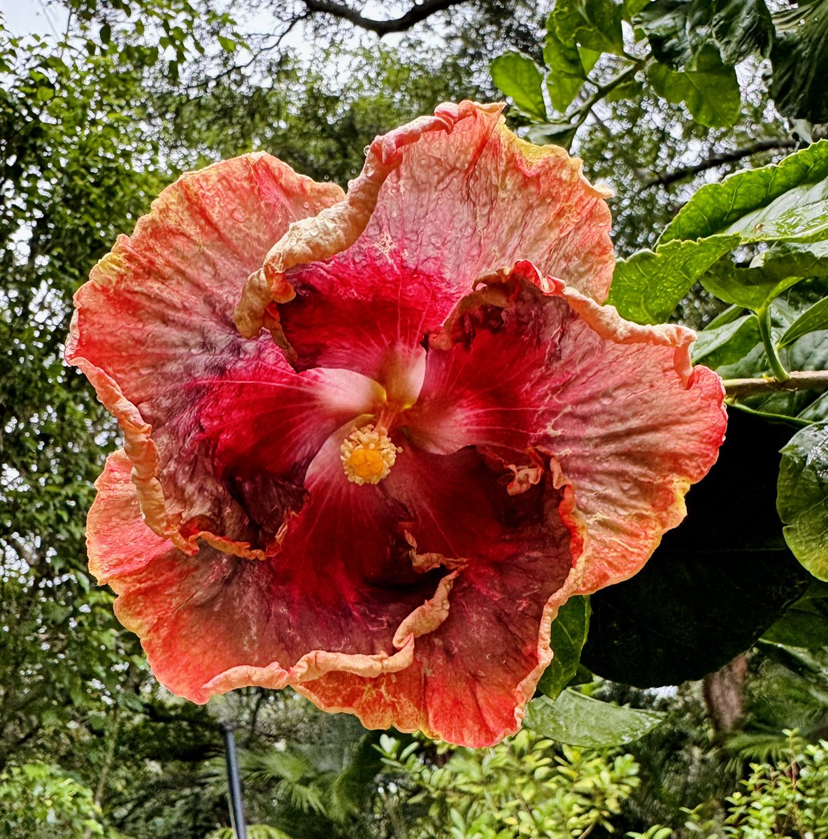 🌺 Mark’s Miami Garden tweet media
