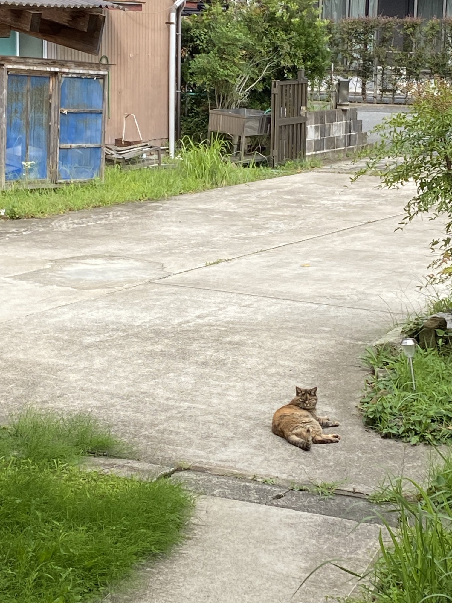 ねこ先輩 on X: 
