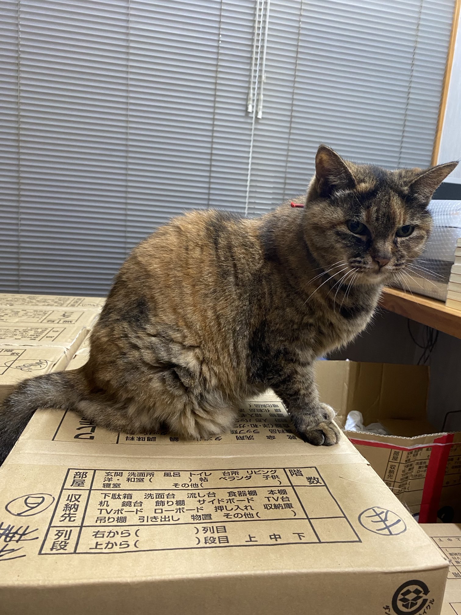 猫先輩 メイ先輩 | MARCO |本 | 通販 | Amazon