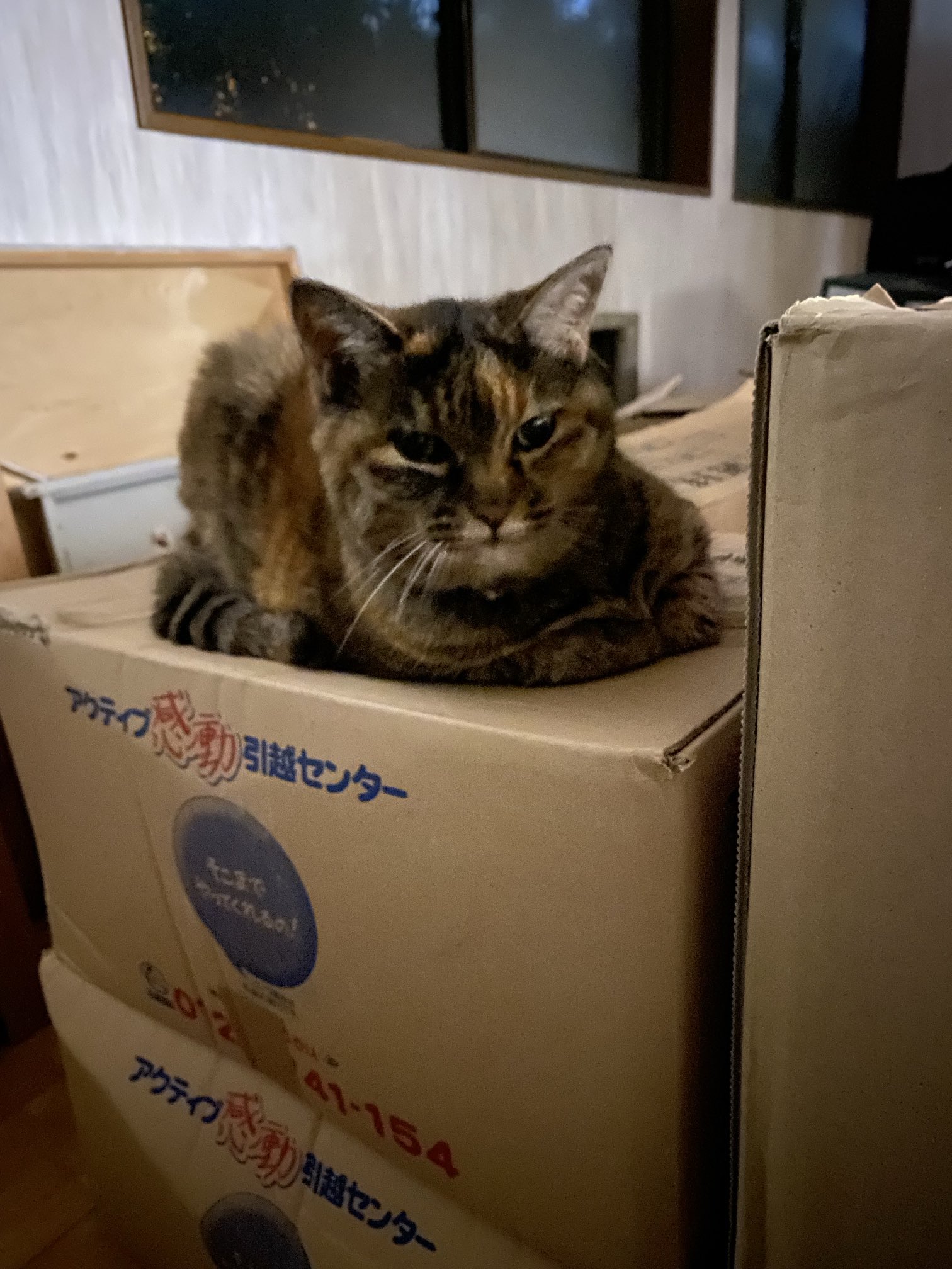 猫先輩 ねこ先輩 on X: 