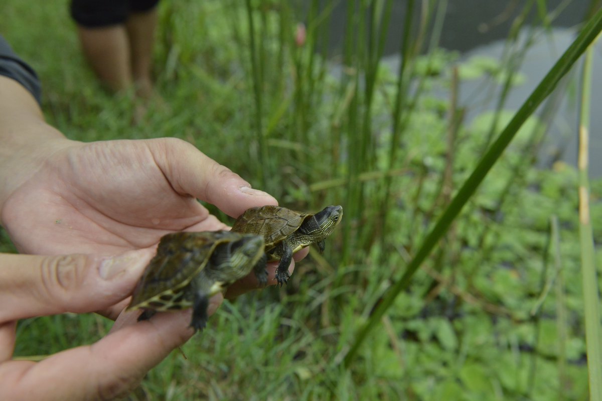 ctnc2019's tweet photo. 🐢Rewilding 21 Chinese stripe-neck turtle (Mauremys sinensis) into their natural habitat. This is a rare freshwater turtle species, distributed in China, Taiwan, Laos and Vietnam, usually living in ponds, swamps and slow-flowing streams.
#TurtleConservation #Rewilding #CTNC #Vietnam
🐢Tái thả 21 cá thể rùa cổ sọc (Mauremys sinensis) về môi trường sống tự nhiên. Đây là loài rùa nước ngọt quý hiếm, phân bố ở Trung Quốc, Đài Loan, Lào và Việt Nam, thường sống tại ao hồ, đầm lầy và các con suối chảy chậm.
#BảoTồnRùa #TáiThả #CTNC #ViệtNam