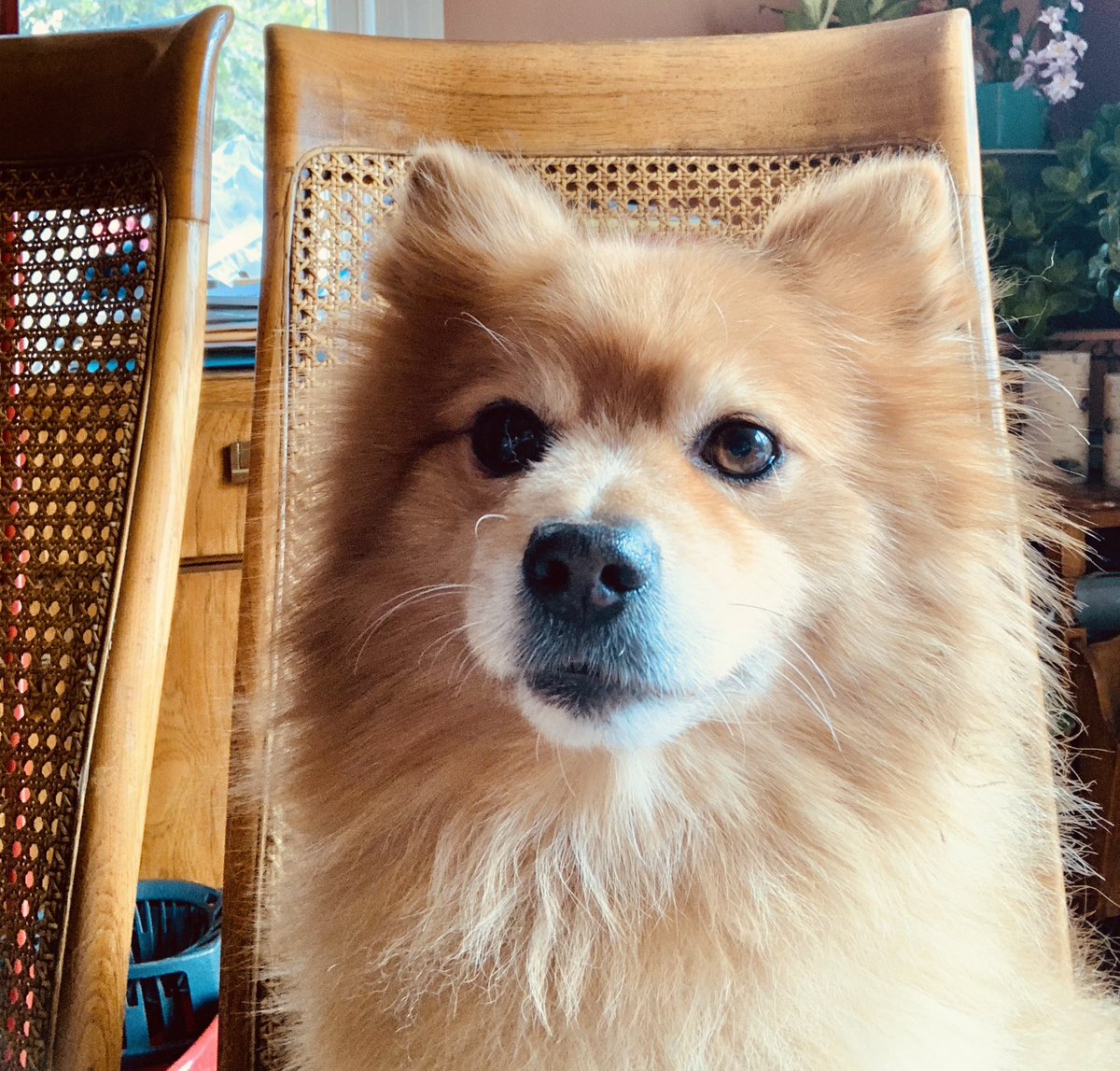 Devastating news after our doggy cousin passed away, Lobito has a huge mass in his stomach. He’s 16, has lived a glorious life and he’s truly the best dog sibling anyone can have. prayers up that the medication works and he’s comfortable for whatever time he has left with us