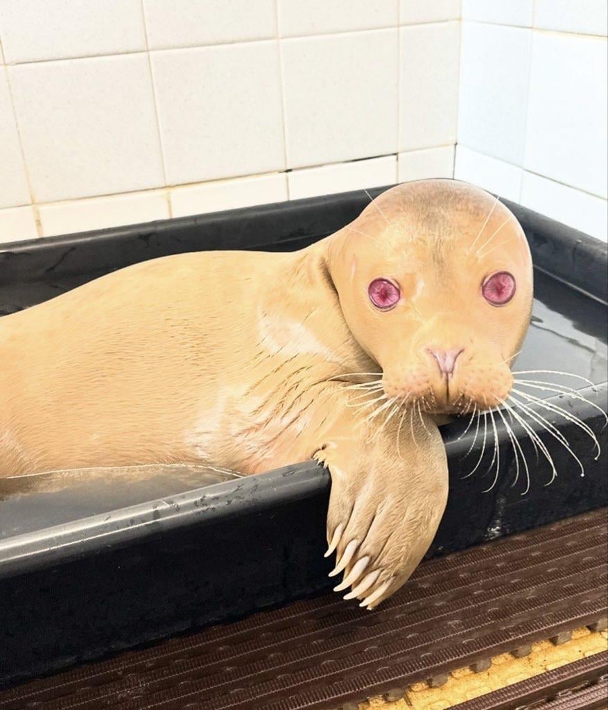 tivent_1's tweet photo. do we think albino seals are better or are melanistic seals better https://t.co/K3RIu6oRVx