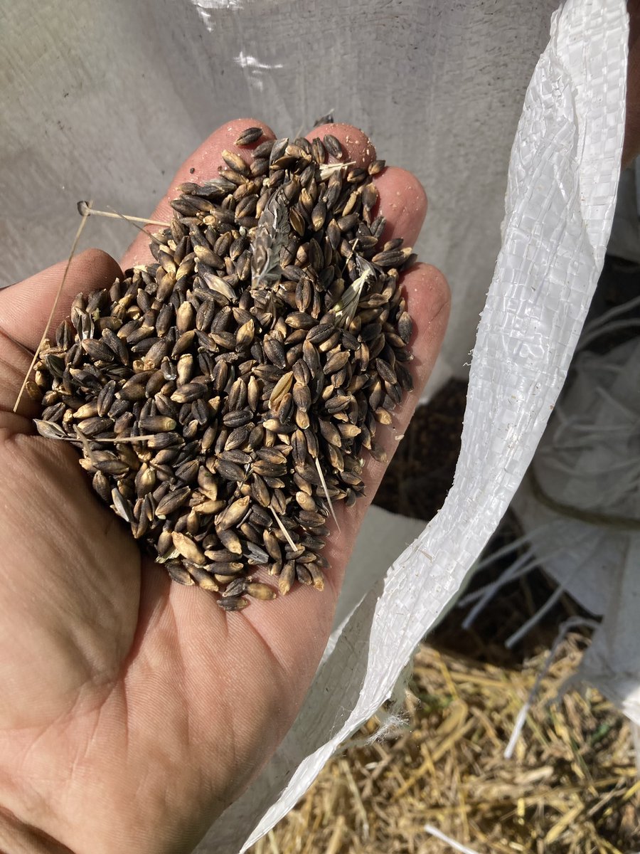 Fantastic day today. <a href="/CropCentres/">Manitoba Diversification Centres</a> Canola disease and variety tour with <a href="/soniasadventur/">Sonia Wilson</a> and <a href="/Kendallbaker22/">Kendall Baker</a> among some of our local agronomists and farmers. Lunch with <a href="/aggiegenejockey/">Kevin Baron</a> and the crew Harvested some ultra &amp; hulless barley and s.wheat. <a href="/barleygoldcrop/">badeaana</a> <a href="/Agronomydoc/">Brian Beres</a>