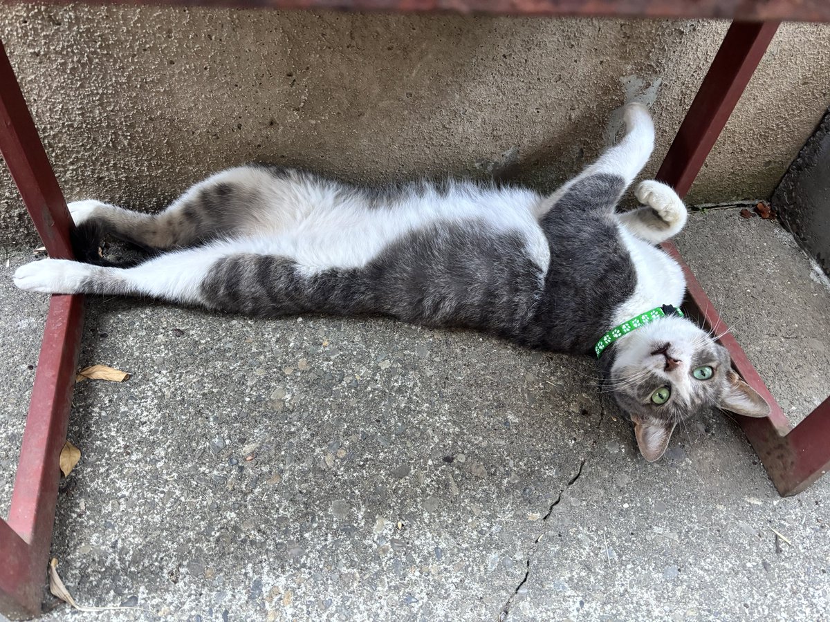 ok_orientaru's tweet photo. ずっと玄関前で昼寝しているハナシロです。
どうやら自慢の場所のようで〜？？
「色々試したけど、ここがいちばん涼しいんだよね」

#外猫 #猫のいる暮らし #猫のいる幸せ #お昼寝 #自慢の場所 https://t.co/CBqNBJYEcN
