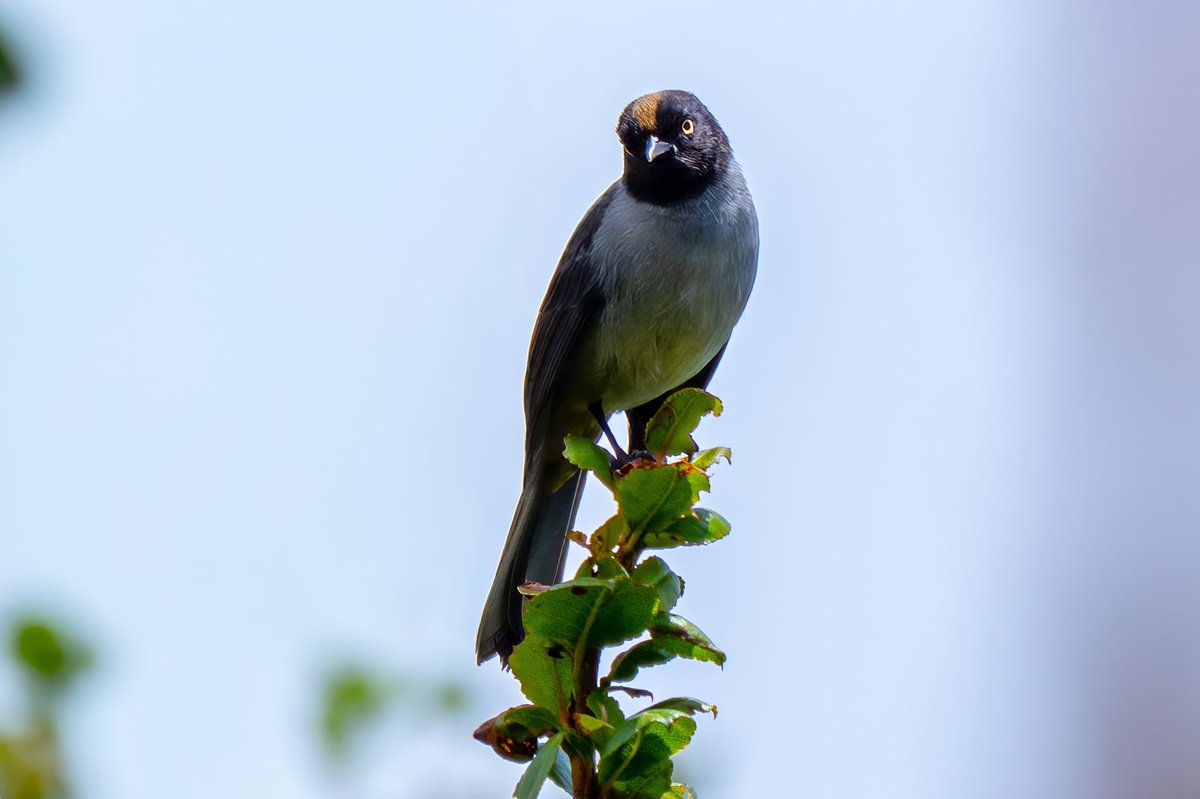 Aniket π³οΈβππ³οΈββ§οΈ(he/him) (@mitogfp) on Twitter photo Rufous-browed conebill and black-headed hemispingus #BirdsSeenIn2025 #birdphotography #birdcpp #birdsofcolombia #BirdsOfTwitter #bird <a href="/inaturalist/">iNaturalist</a> #naturalistjourneys Rufous-browed conebill and black-headed hemispingus #BirdsSeenIn2025 #birdphotography #birdcpp #birdsofcolombia #BirdsOfTwitter #bird <a href="/inaturalist/">iNaturalist</a> #naturalistjourneys