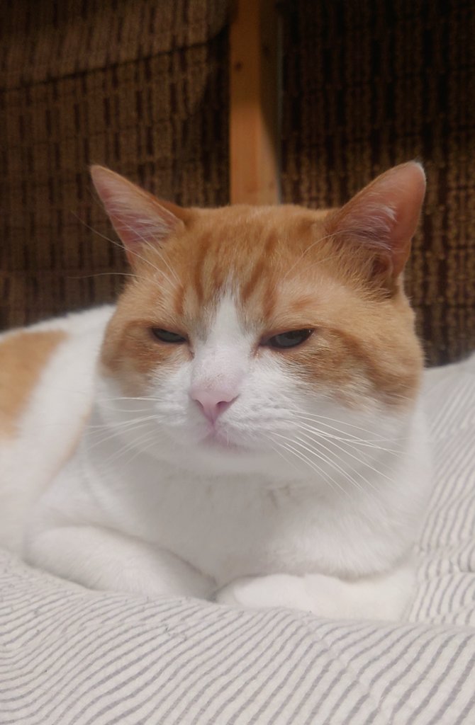 Majiで寝落ちる５秒前