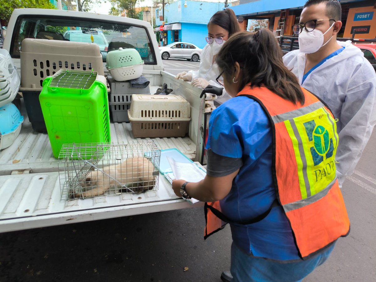 PAOTmx's tweet photo. En seguimiento al caso del rescate de más de 60 gatos, hoy logramos el retiro de otros 9 de felinos que habían permanecido ocultos y que también presentan diferentes padecimientos. 
Quedarán a cargo de una protectora independiente para su resguardo y atención veterinaria. https://t.co/p1433Bql1q
