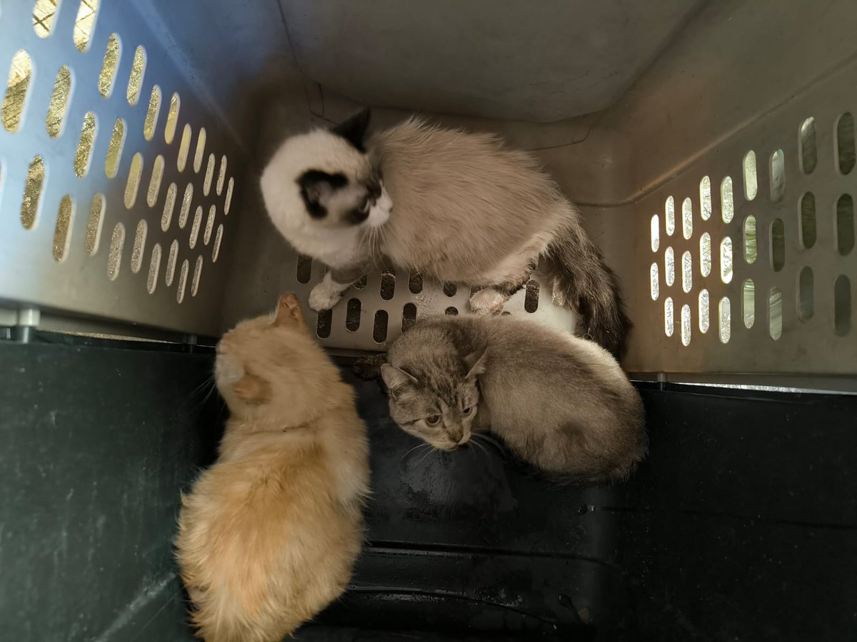 PAOTmx's tweet photo. En seguimiento al caso del rescate de más de 60 gatos, hoy logramos el retiro de otros 9 de felinos que habían permanecido ocultos y que también presentan diferentes padecimientos. 
Quedarán a cargo de una protectora independiente para su resguardo y atención veterinaria. https://t.co/p1433Bql1q