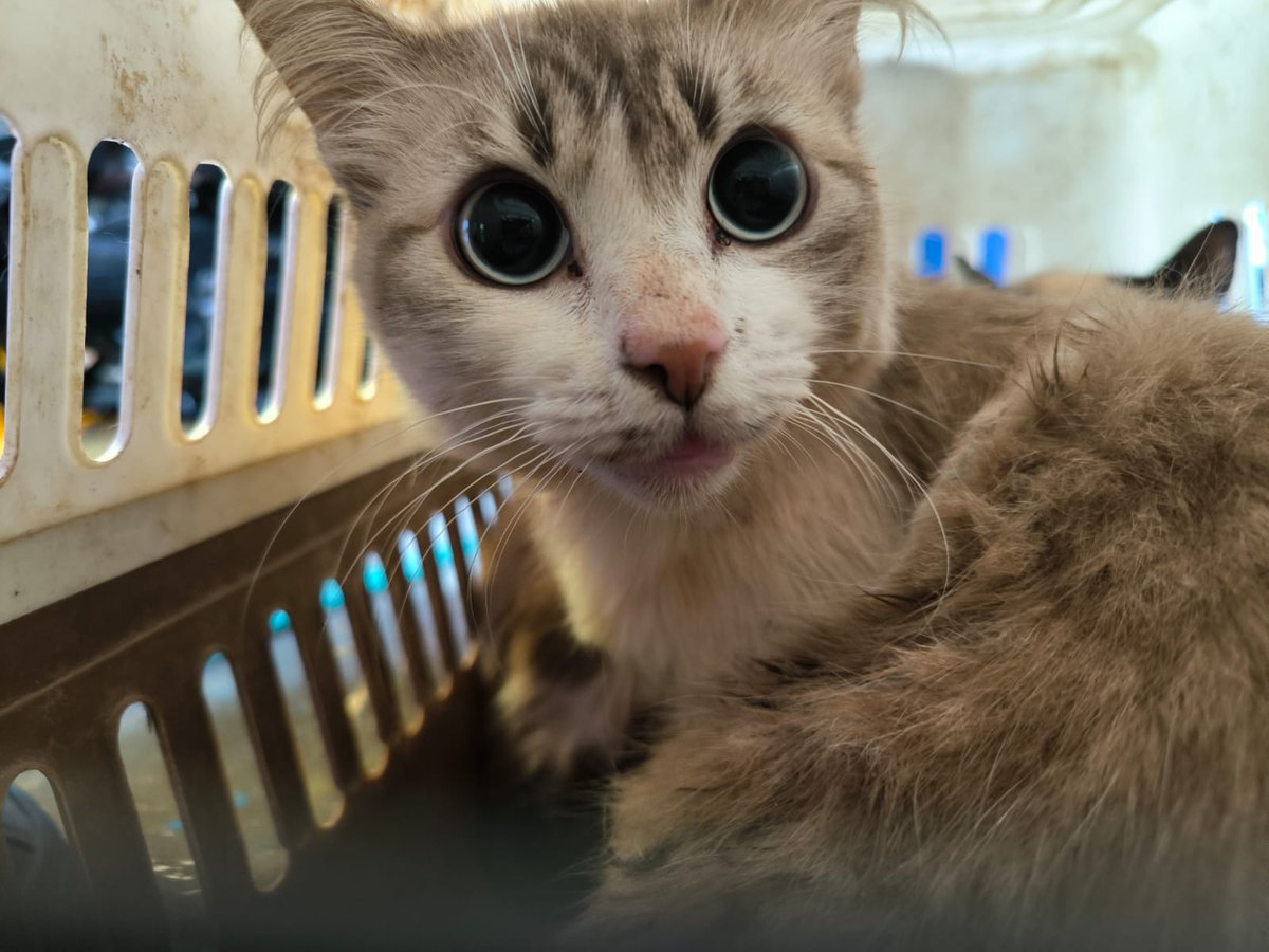 PAOTmx's tweet photo. En seguimiento al caso del rescate de más de 60 gatos, hoy logramos el retiro de otros 9 de felinos que habían permanecido ocultos y que también presentan diferentes padecimientos. 
Quedarán a cargo de una protectora independiente para su resguardo y atención veterinaria. https://t.co/p1433Bql1q