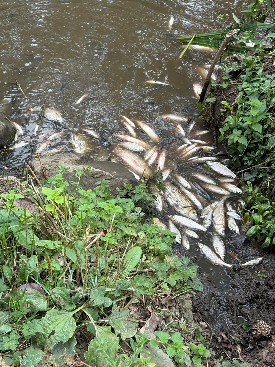 StuartM π¬π§ (@vis_unita) on Twitter photo Another shocking pollution incident on the River Weaver in Nantwich. The fifth in three years.
Once again it appears to be caused by a significant discharge of farm slurry.
No farmers no food, irresponsible farmers, no aquatic life.
<a href="/Feargal_Sharkey/">Feargal Sharkey</a> Another shocking pollution incident on the River Weaver in Nantwich. The fifth in three years.
Once again it appears to be caused by a significant discharge of farm slurry.
No farmers no food, irresponsible farmers, no aquatic life.
<a href="/Feargal_Sharkey/">Feargal Sharkey</a>