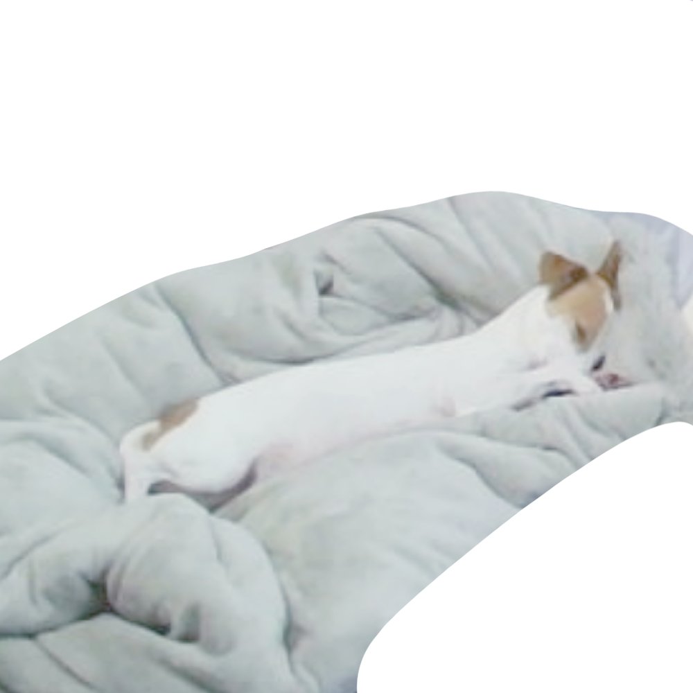 この、鼻をおててで包んで寝てるのかわいい