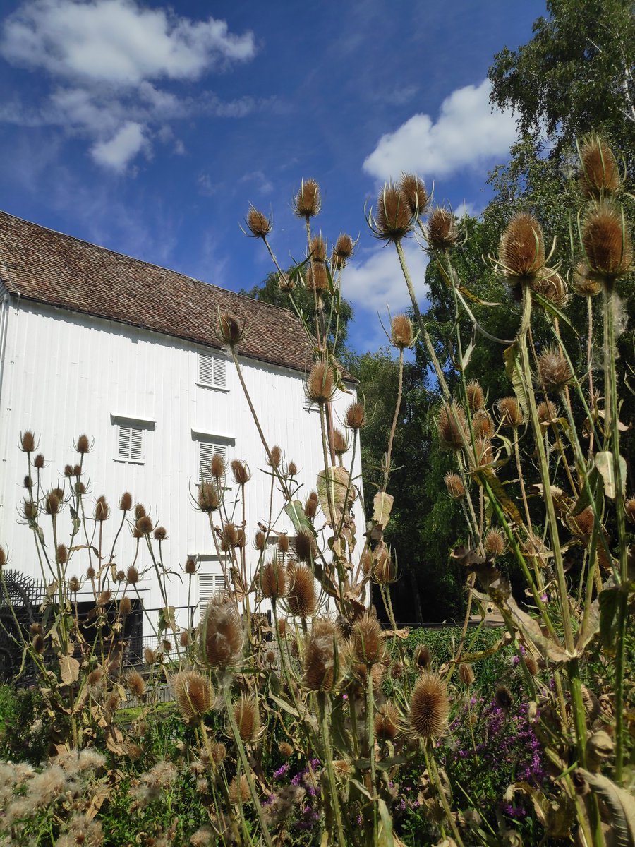 Lode Mill at Anglesey Abbey, Cambs. The current mill originally milled corn, then for a time cement, before being restored in the 1930s to corn once again. It's believed that a mill has existed on this site since the 11th century

#flowersonfriday
