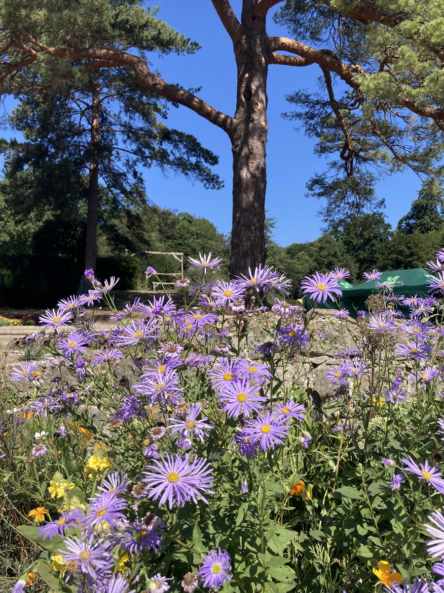 Good morning. Have a great day
#Flowers #flowersonFriday #trees