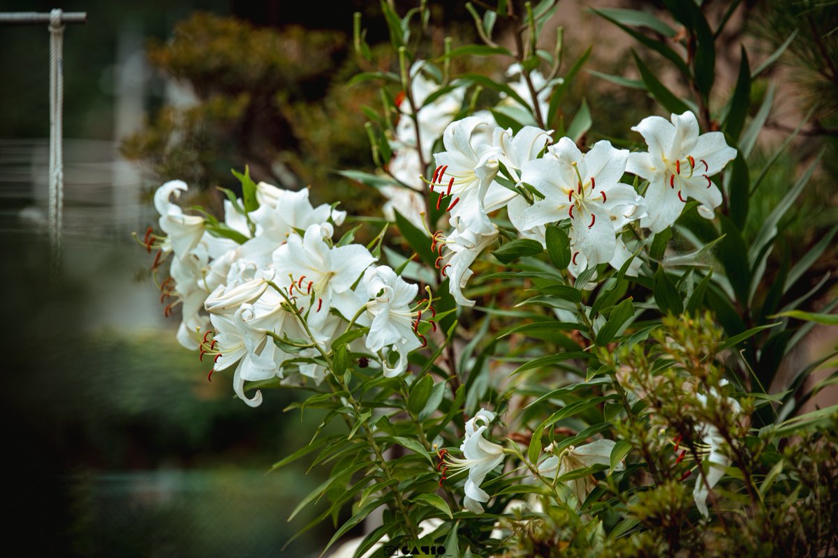 白い花ってオシャレでいいよね